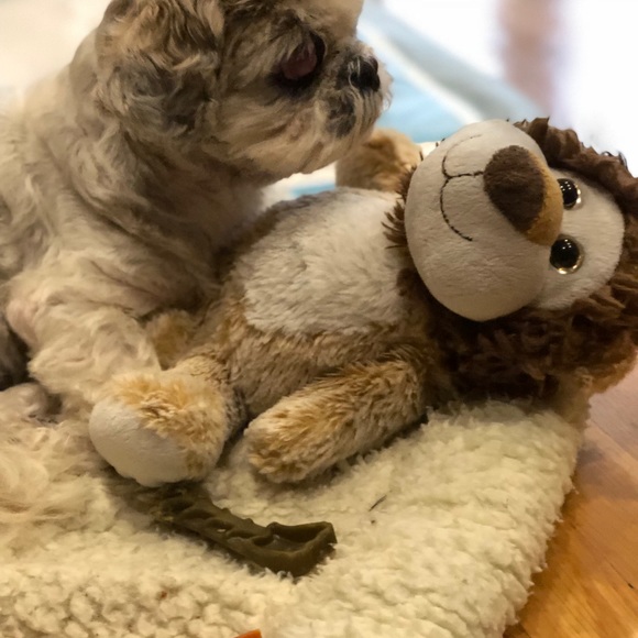 Meet your Posher, Aden - Picture 5 of 8